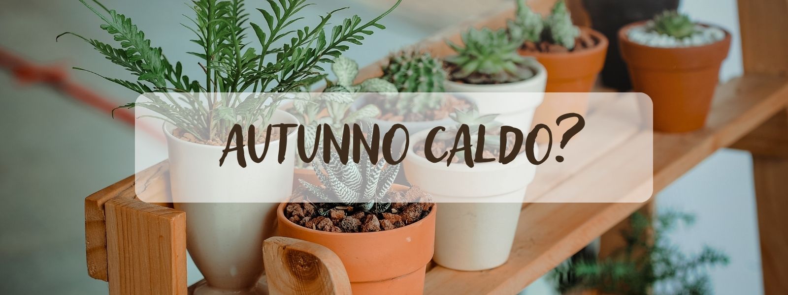 Autunno troppo caldo? Ecco alcuni segreti per le vostre piante in vaso!