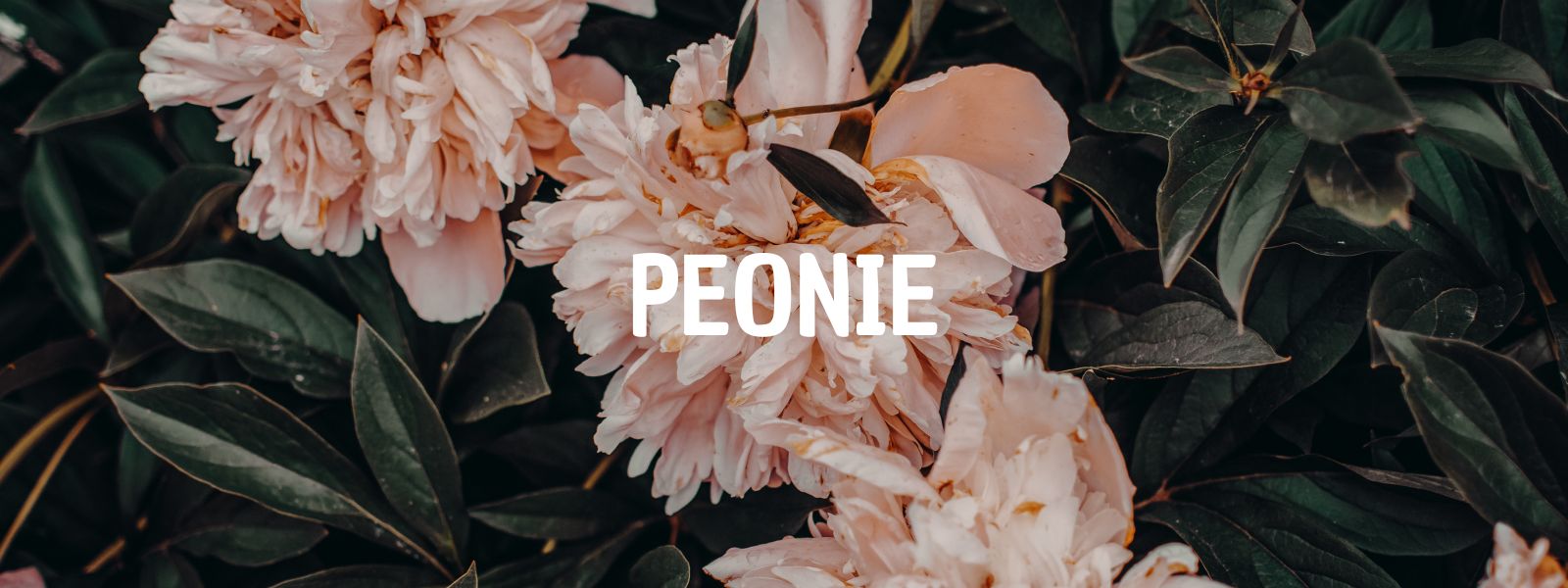 Il pollice verde parla di peonie